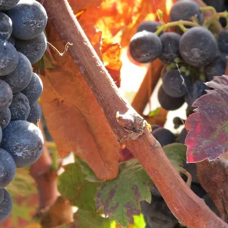 Lantställe Haciendas Del Valle - Casa San Miguel