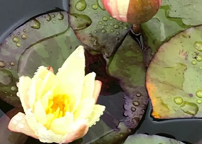 Haciendas Del Valle - Casa San Miguel Valle de Guerra