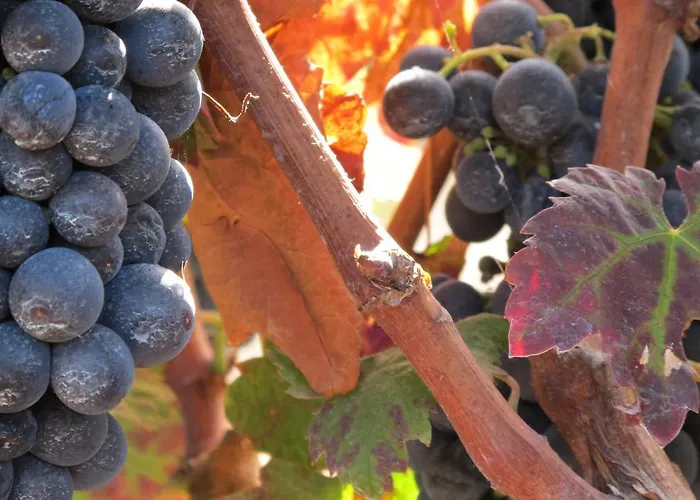 Gospodarstwo wiejskie Haciendas Del Valle - Casa San Miguel